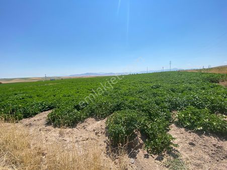 Öz Gaye Emlaktan Develi Ayvazhacı Mahallesinde 4902 M2 Satılık Tarla