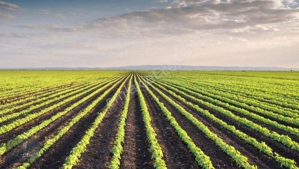 Akademi Emlak'tan Kocakır'da Satılık Değerli Tarlalar