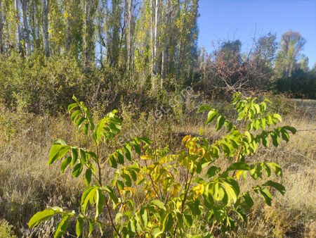 Konya Seydişehir Çavuş M. Satılık Sulu Tarla 1050 M2 Antalya Yolu 50 Metre