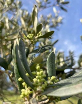 Ayvalık Gazikemal Pasa Mevkıı Kanala Cephe Zeytinlik