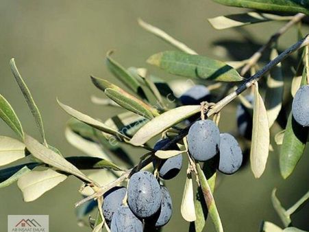 Ayvalık Merkeze De Konumu Yakın Zeytinlik 9400m2