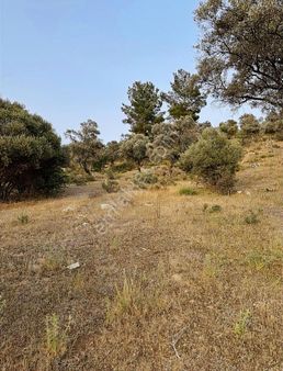 Milas Labranda Yolu Mevkii Otomobille Erişim