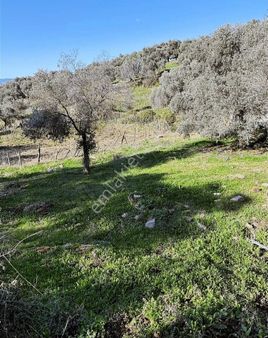 Milas Selimiye'ye 10 Dk Mesafede Tamamı Düzlük Fırsat Arazi