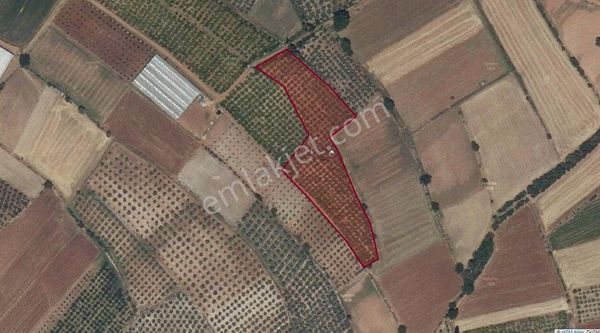 Goldhouse Dan Satılık Tarla Müstakil Tapulu Fırsat