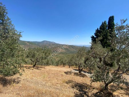 Poyraz Gayrimenkul'den Pınarbaşın'da Satılık 4956m2 Zeytinlik