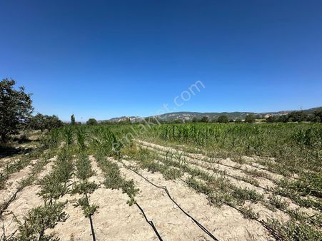 Beray Emlaktan Satılık Tarla