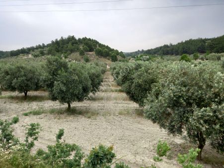 Manisa Saruhanlı Apbak Civarı Satılık Bakımlı Trile Zeytinlik 2.200.000 Tl