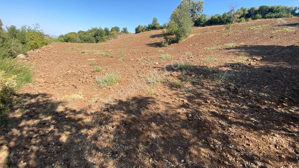 Manisa Kula Satılık Tarla Boş