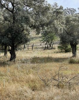 Milas Kafaca'da Suya Elektriğe 100 Mt Fırsat Arazi Zeytinlik