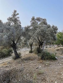 Milas Labranda Yolu Mevkii Otomobille Erişim