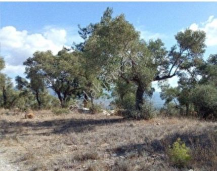 Muğla Milas İlçesi Bozbük Mahallesi Gürecik Mevkiinde 30 Dönüm Satılık Zeytinlik