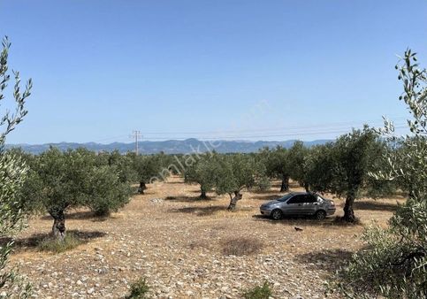 Akçay Kızılkeçili Mevki İmara Yakın 5.4 Dönüm Zeytinlik