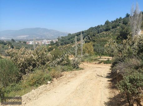 Kemalpaşa Armutlu Üstünde Vadideki Zeytinli Bağ