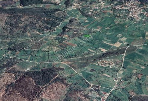 Milas Kuzyaka'da Satılık Zeytinlik