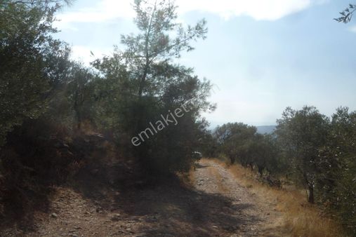 İzmir Torbalı Gold Emlaktan Satılık Zeytinlik