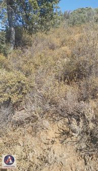 Seferihisar Beyler Köyünde Zeytin Ağaçlı Tarla