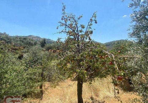 Kelepir Fiyata Subeylidere Zeytinlik