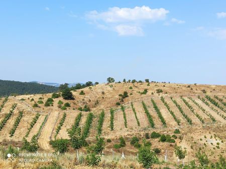 Acil Satılık Salihli Yayla Ceviz Yatağı Tarla