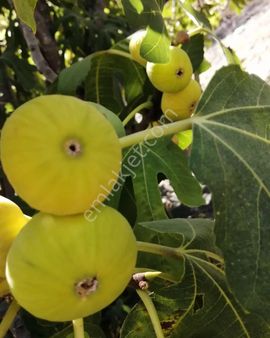 İzmir/selçuk/acarlar'da 10.157m2 Zeytin Ve İncir Bahçesi Satılıktır