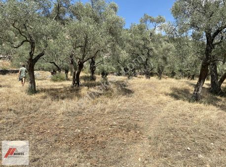 Milas Derince Mah Satılık 3600 M2 Zeytinlik