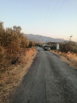 Menemen İğnederede Harika Konumda 5 Dönüm Satılık Zeytinlik