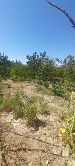 Arkadaş Emlaktan Satılık 1632m2 Bağ