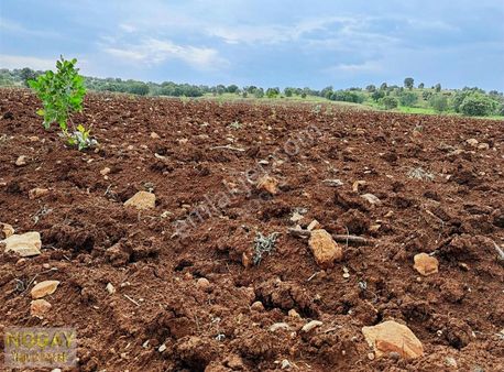 Batman Gercüş Yenice Şenköy Acil Satılık Fıstık Bahçesi