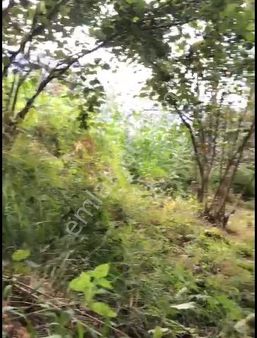 Trabzon Tonya Karaağaçlı Köyünde Satılık Fındık Bahçesi 2325 M2