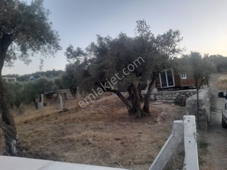 Kemalpaşa Vişnelide Satılık 250m2 Kooperatif Hissesi