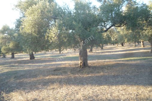 İzmir Torbalı Gold Emlaktan Satılık Har,ka Zeytinlik