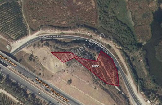 İzmir Selçuk Belevi'nde Yol Kenarında Zeytinlik