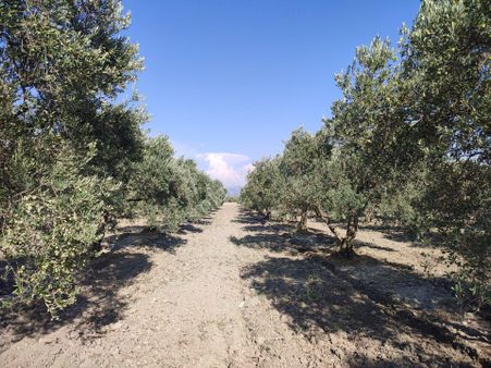 Utku Gayrimenkulden Manisa Akhisar Süleymanlı Mahalesinde Elektrik Sulu Satılık Zeytinlik