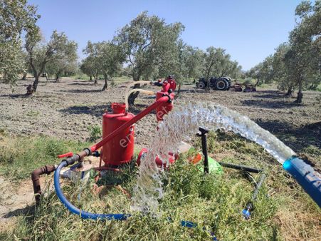 Utku Gayrimenkulden Manisa Akhisar Dayıoglu Mahallesinde Elektrik Sulu Satılık Zeytinlik