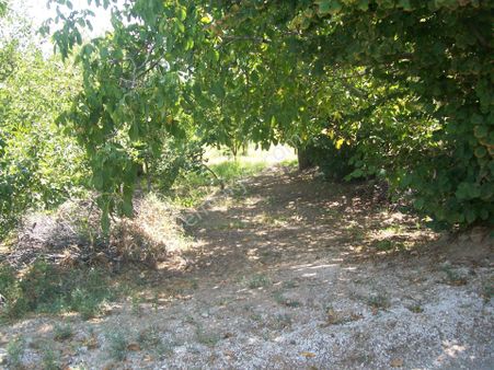 Halkapınar Nernekte 1248 M² Üzüm Bağı