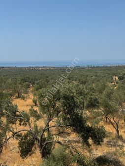 Mimartt'dan Denize 2 Km Mesafede 23 Dönüm Tek Tapu Satılık Arsa