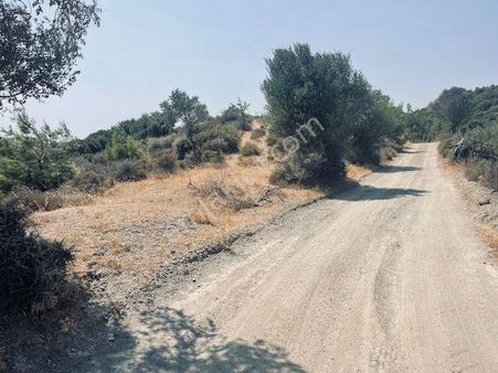 125- Asfalt Yola Yakın Resmi Yollu Zeytinlik