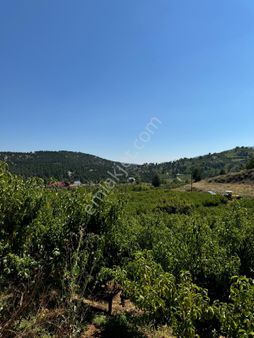 Arslanköy'de Satılık 9469 M² Şeftali Bahçesi