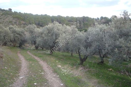 İzmir Torbalı Gold Emlakta Satılık Zeytin Bahçesi