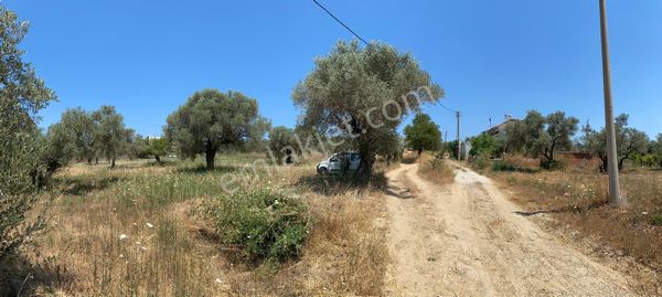 Kuşadası Uydukent Arkası 1000 M2 Yolu, Elekriği Ve Suyu Olan Tek Tapulu Arsaarsa