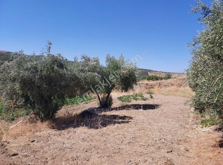 Manisa Gördes Pınarbaşı Mah Satılık Ev Ve Tarla