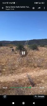 Muğla Milas Bozbük Mahallesi'nde 44 Dönüm Satılık Zeytinlik