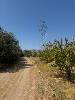 Manisa Şehzadeler Sancaklı Bozköy Mh De Satılık 5 Dönüm Zeytinlik