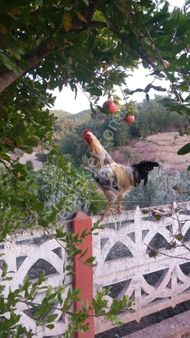 Seferihisar Orhanlı Satılık Ev Ve Bahçesi