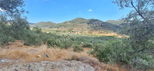 Dikili Kiroba Köyü Zeytinlik