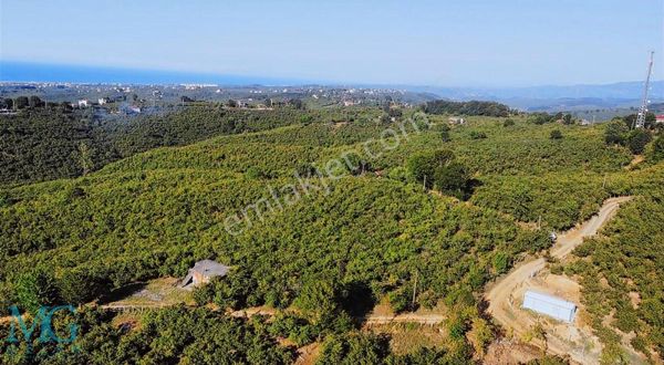 Satılık Fındık Bahçesi - Doğal Güzellik Ve Yatırım Fırsatı!