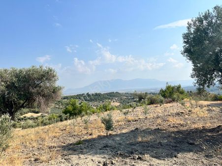 Kağan Mahallesi’nde 5875 Metre² Satılık Tek Tapu Zeytinlik Bilge İçin Lütfen Arayın