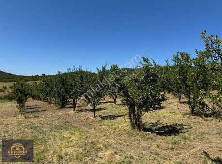Bursa Osmangazi Selçukgazi Köyünde Satılık Bağ Bahçe