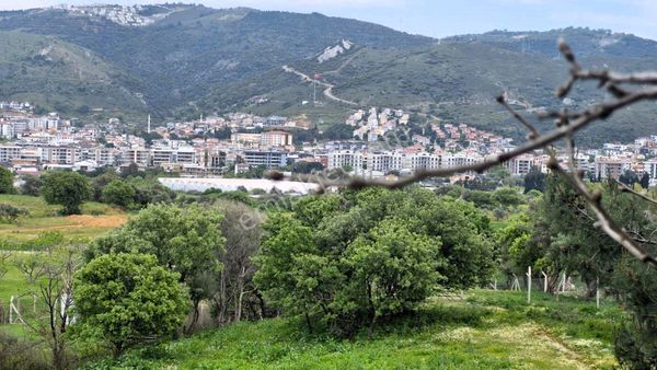 Güzelbahçe Yelki’de Yatırım Değeri Yüksek Satılık Zeytinlik