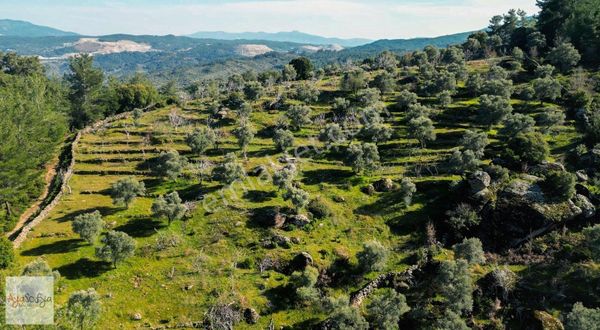 Fırsat !!! 80.000 M2 Satılık Zeytinlik