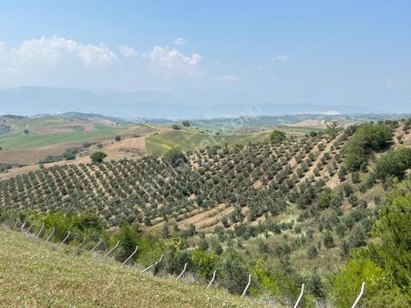 Kuzgun'da Tek Tapu Zeytin Çiftliği
